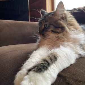 Meet your Posher, A fuzzy kitten